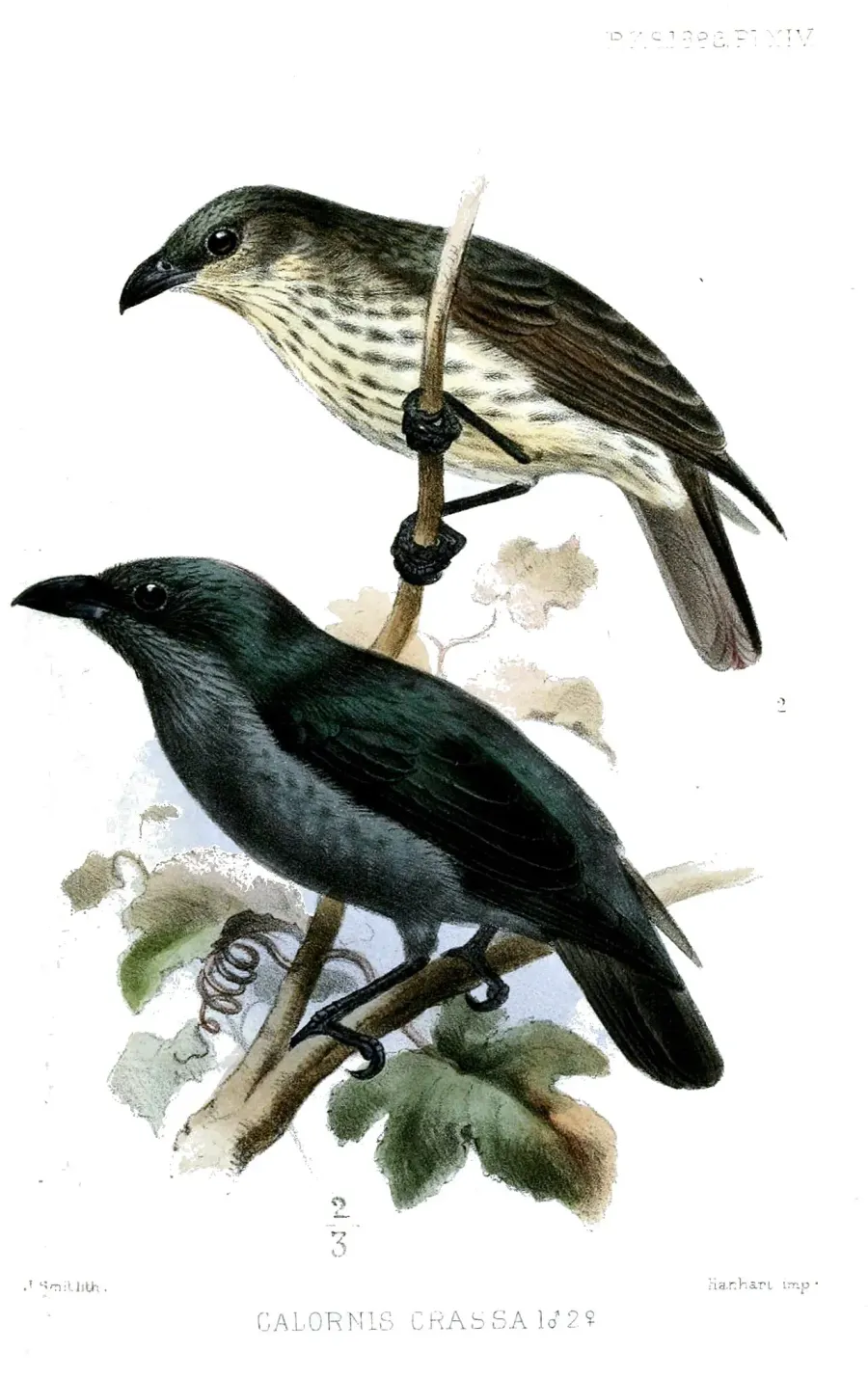 The Tanimbar starling card