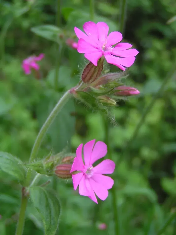 La carte Caryophyllaceae