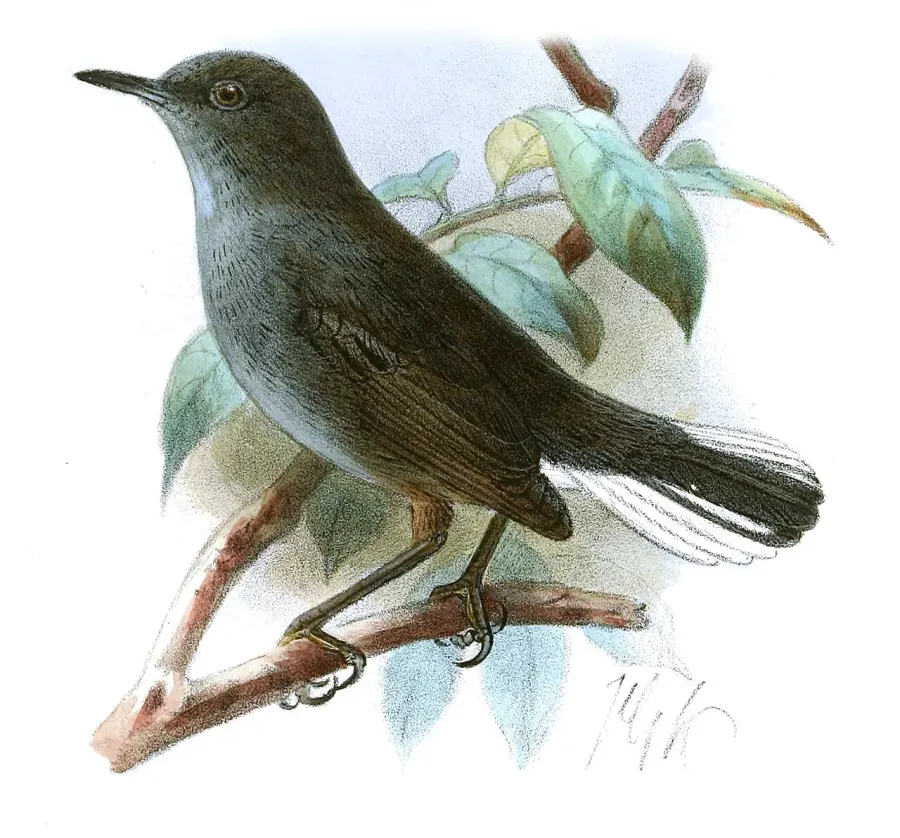 The White-tailed warbler card