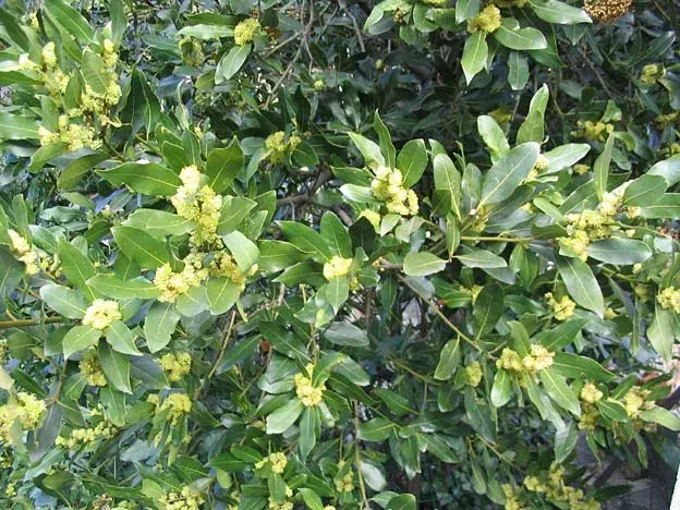 La carte Laurus nobilis