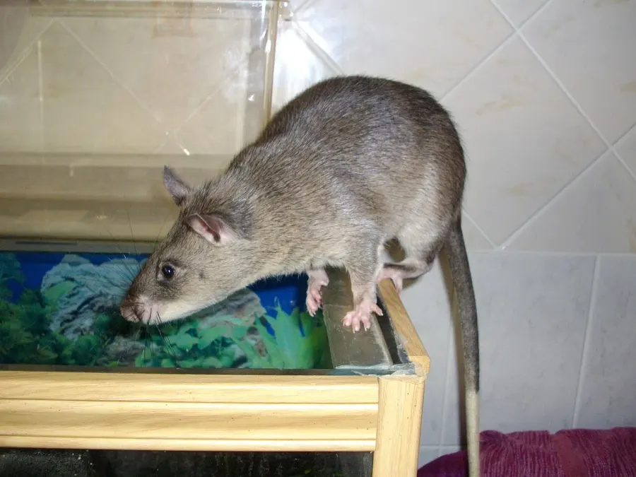 The Rat card