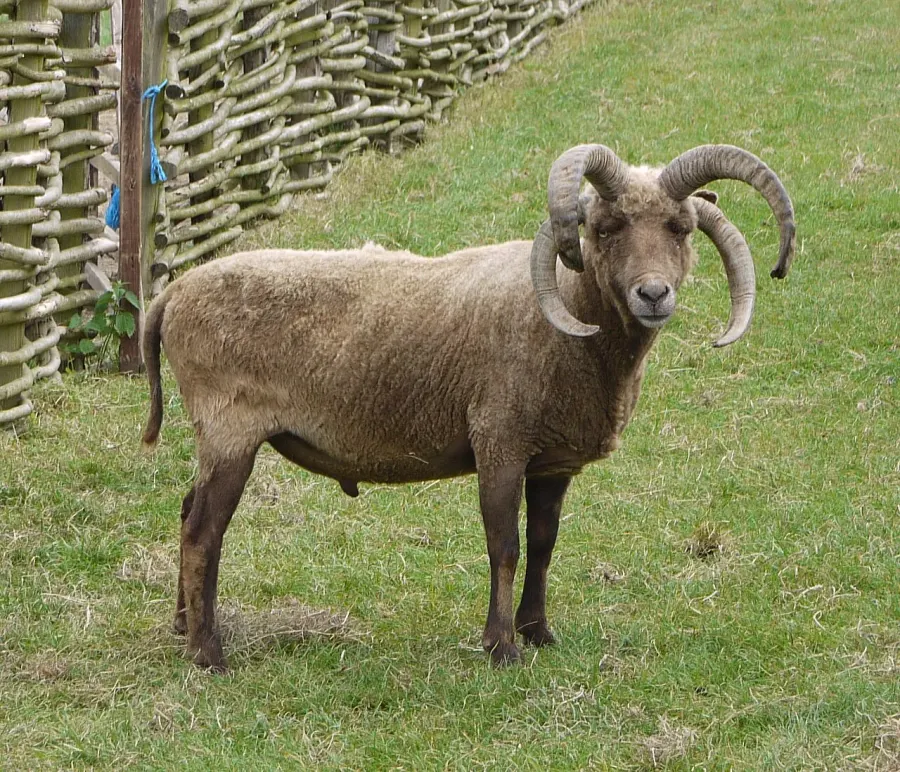 The Manx Loaghtan card