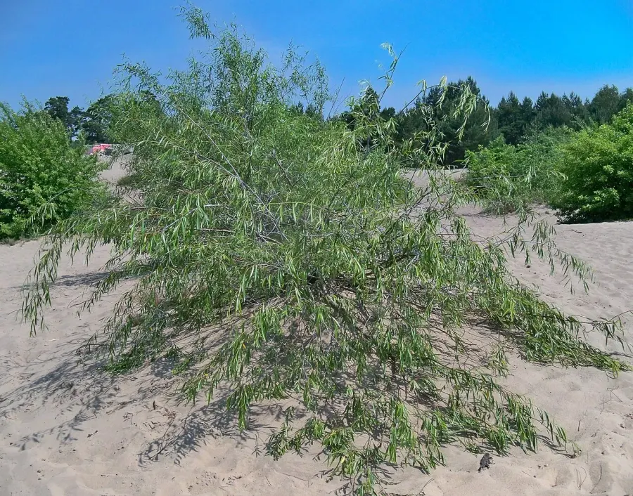 The Salix acutifolia card