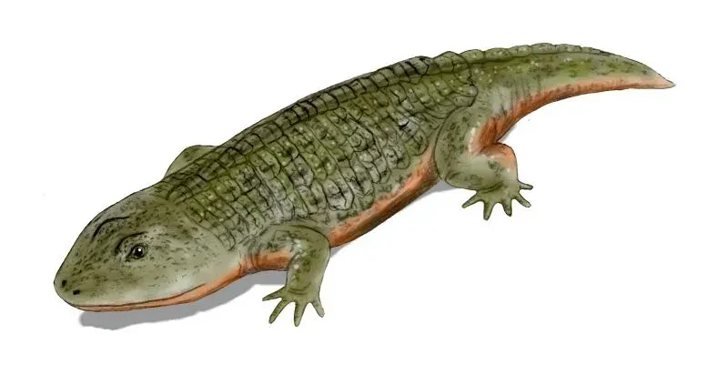 The Peltobatrachus card