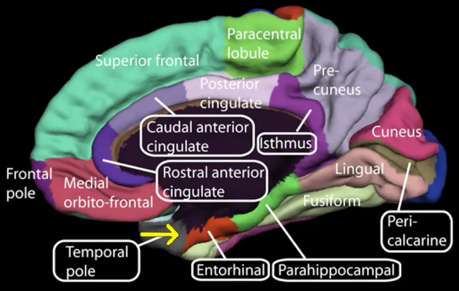 The Entorhinal cortex card