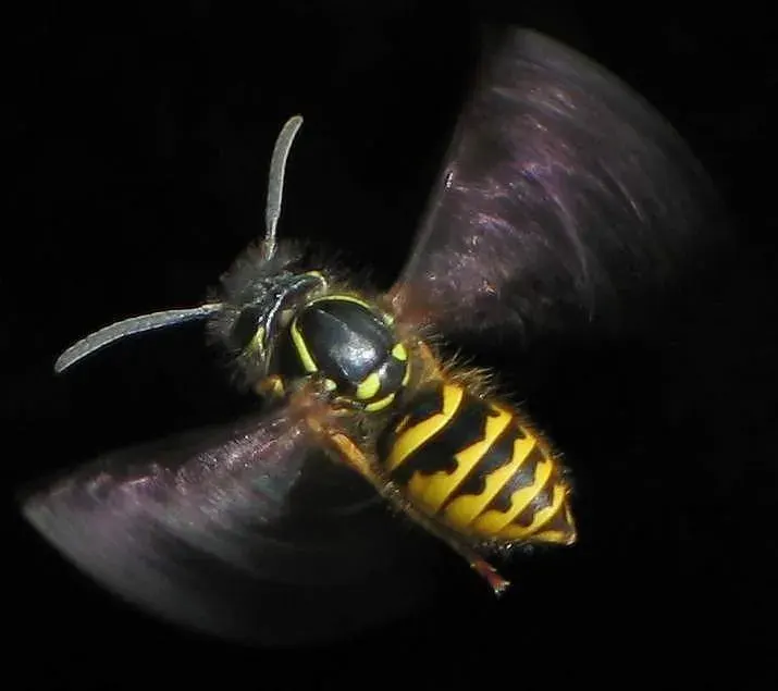 La carte Vespula vulgaris