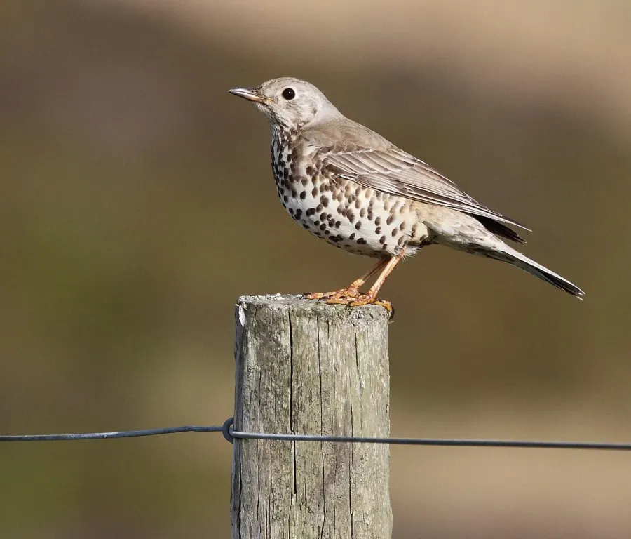 The Thrush card