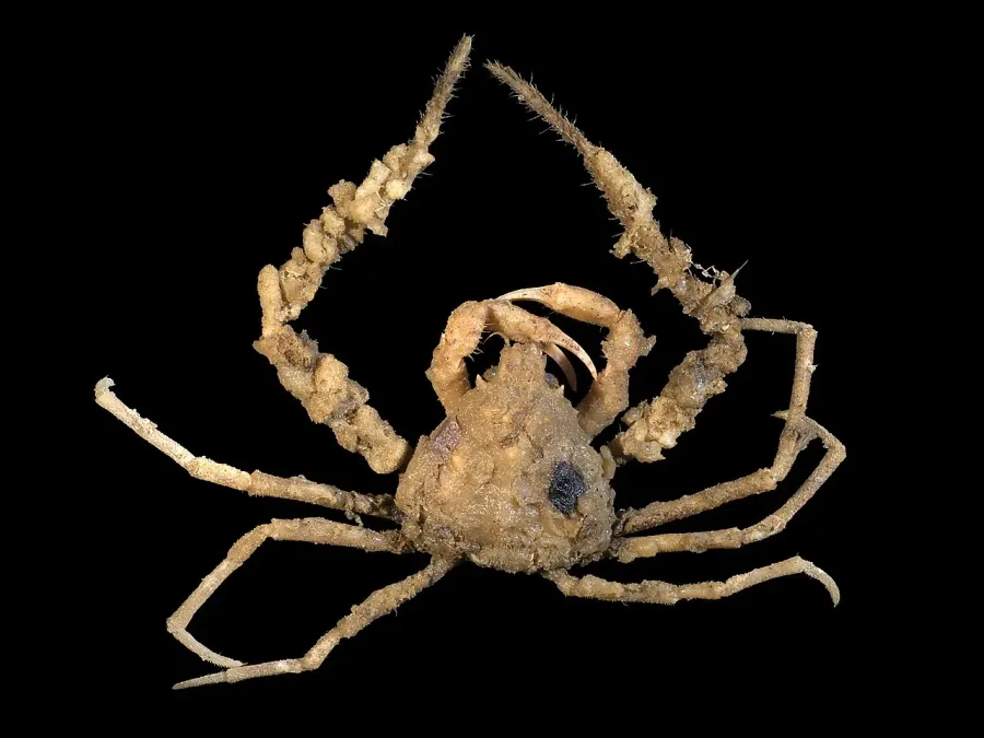 La carte Inachidae