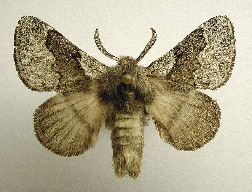 La carte Bombyx de l'aubépine