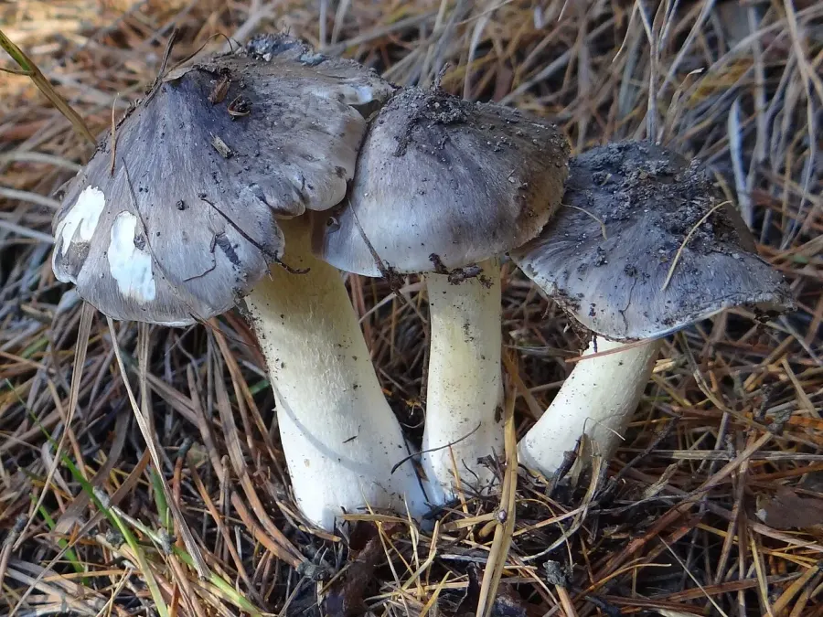 The Tricholoma portentosum card