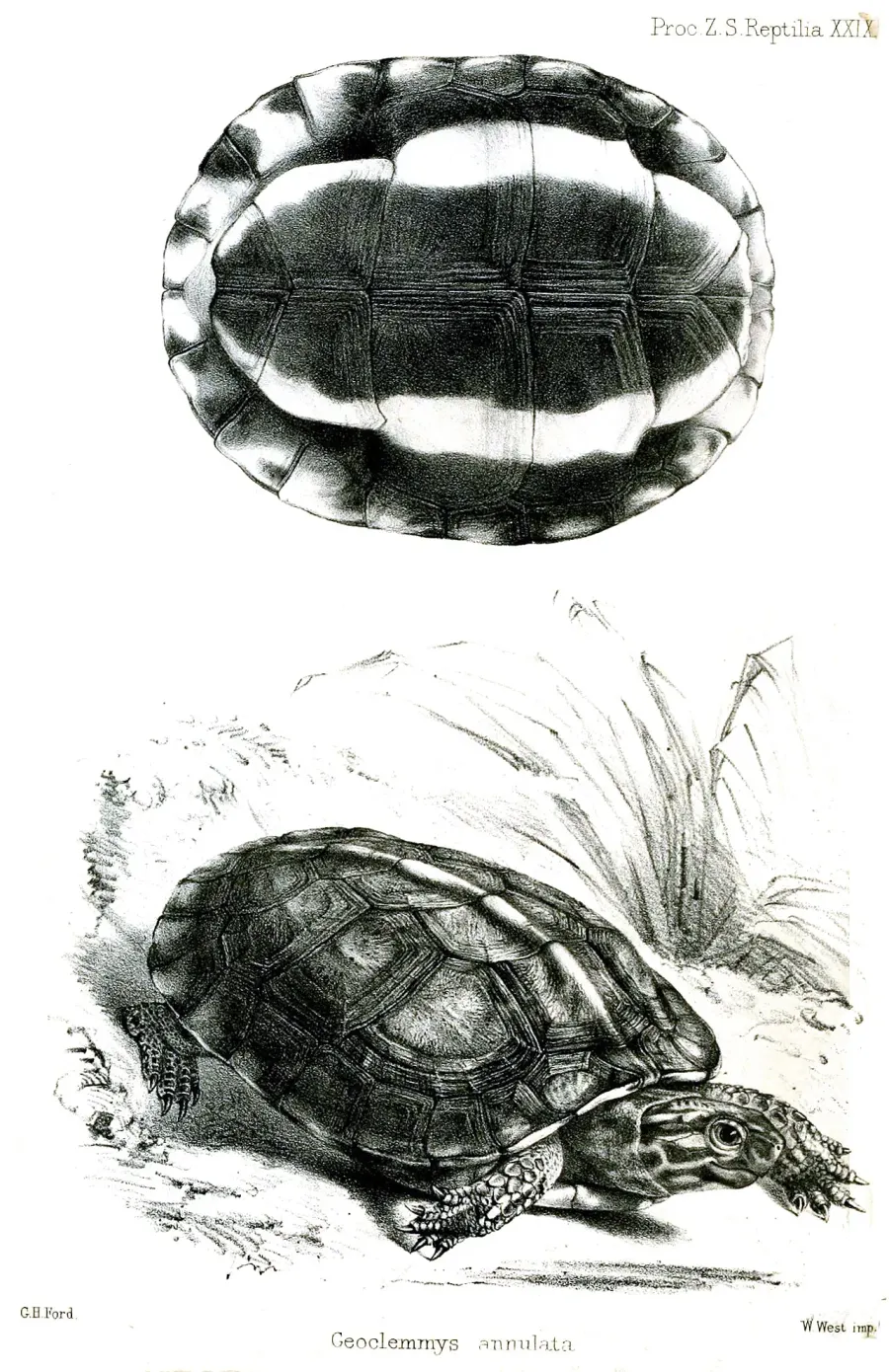 The Brown wood turtle card