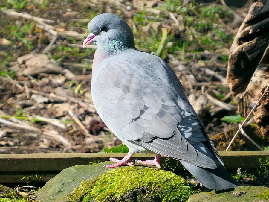 La carte Pigeon colombin