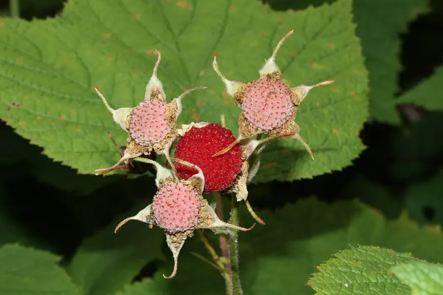 The Rubus parviflorus card