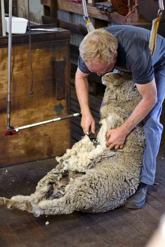 The Sheep shearing card