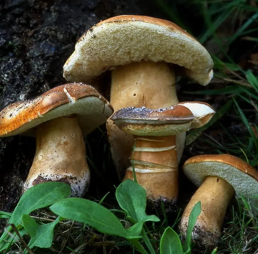 The Gyroporus card