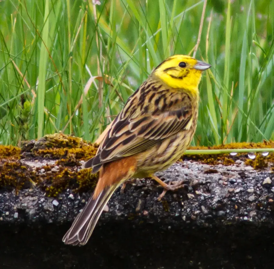 The Yellowhammer card