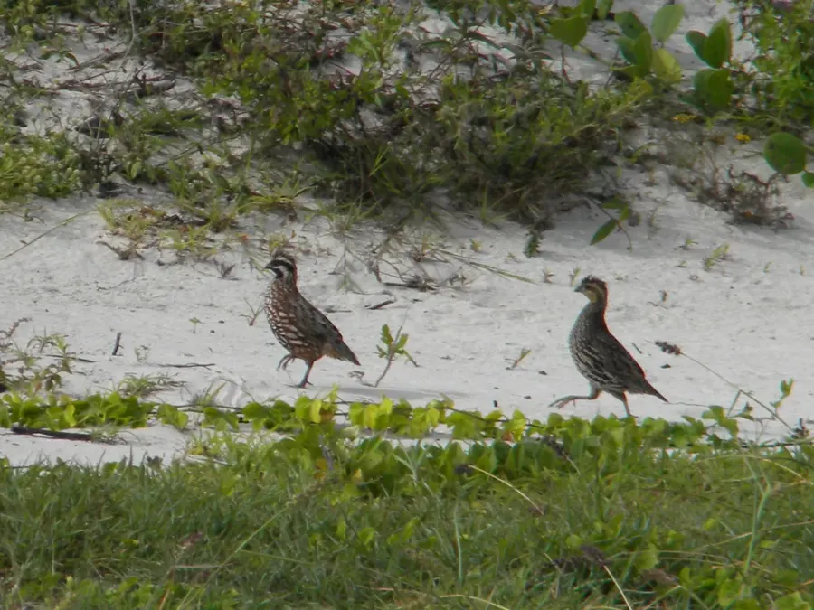 The Yucatan bobwhite card