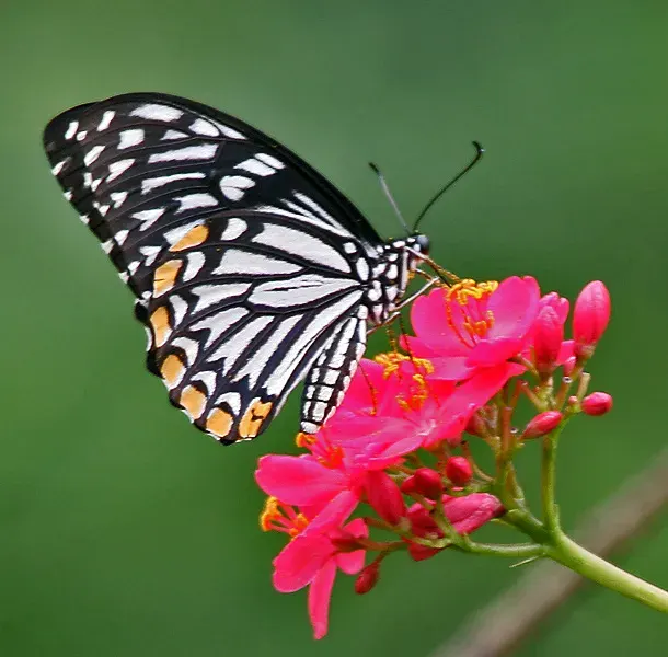 The Papilio clytia card