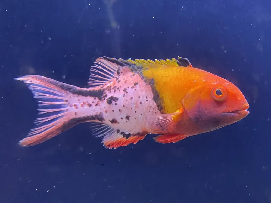La carte Bodianus anthioides