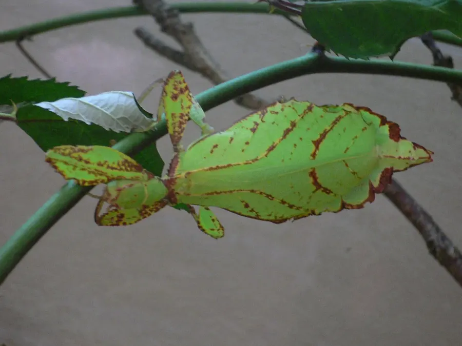 La carte Phyllium