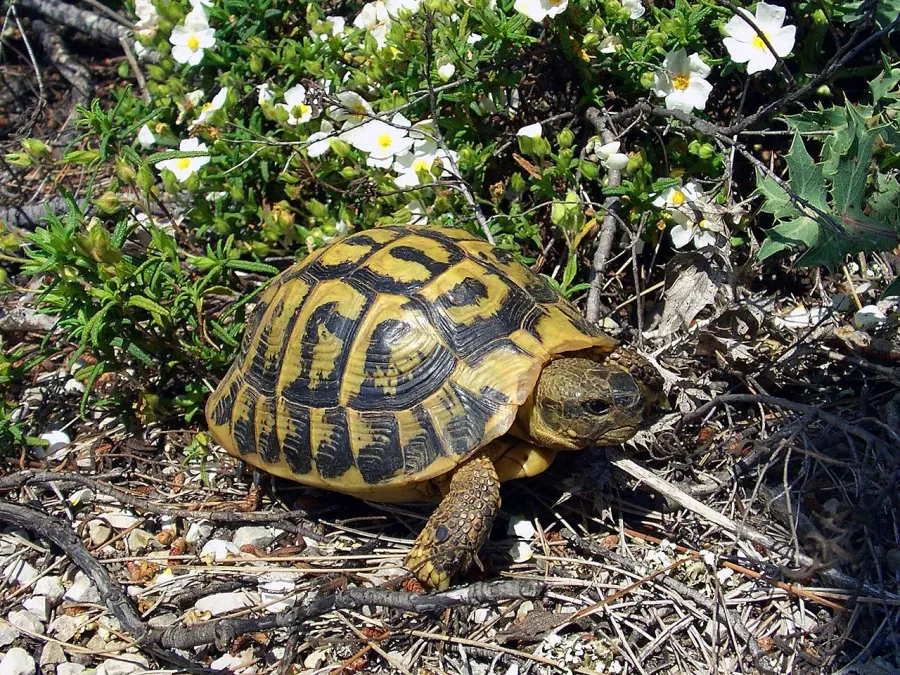 La carte Tortue d'Hermann