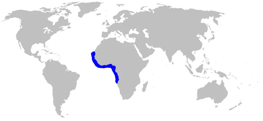 The West African catshark card
