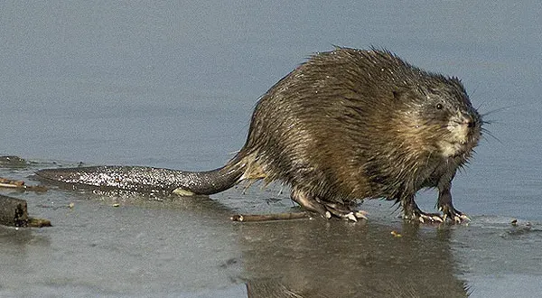 La carte Rat musqué
