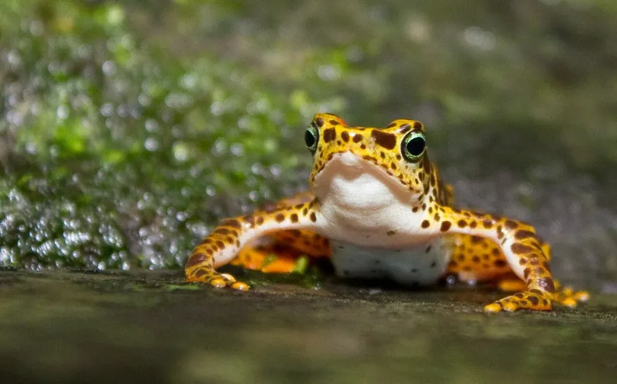 La carte Atelopus certus