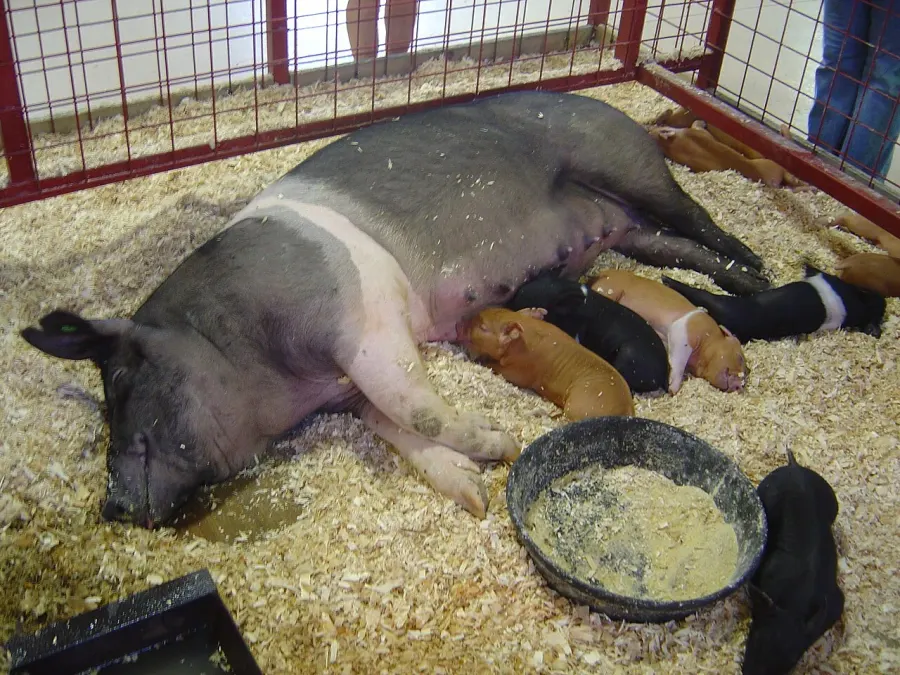 The Hampshire pig card
