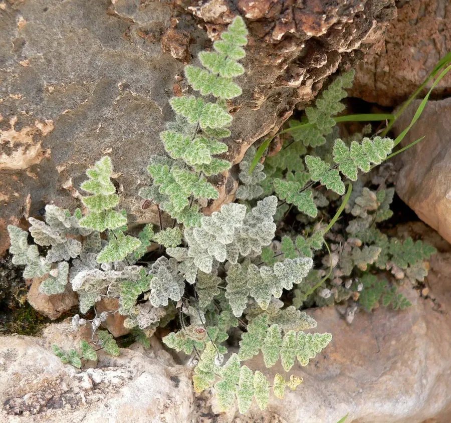 The Cheilanthes card