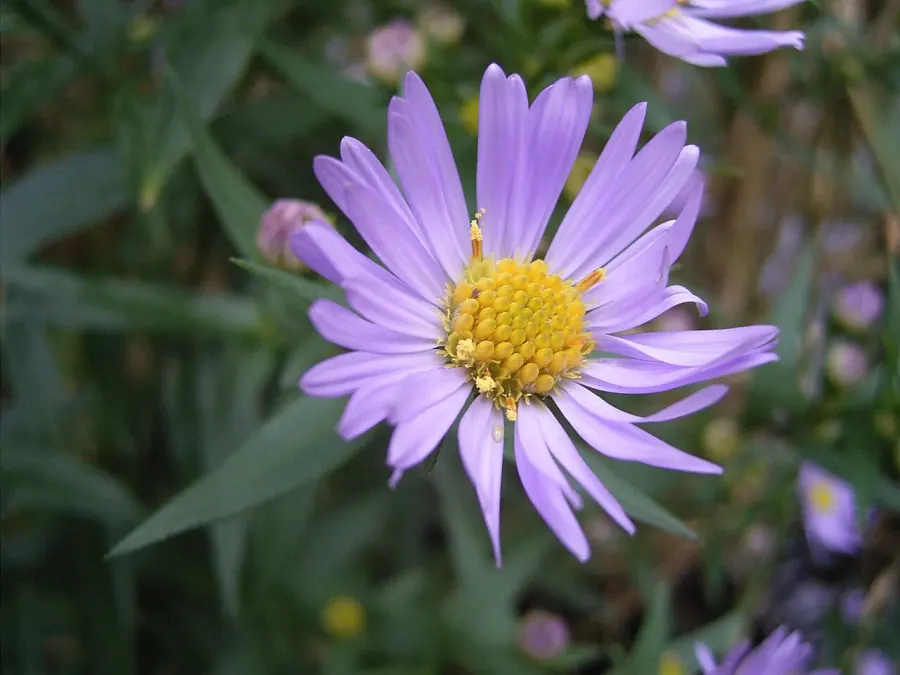 The Symphyotrichum card
