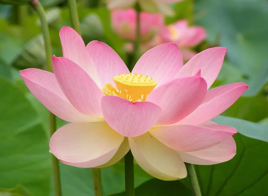 La carte Nelumbonaceae