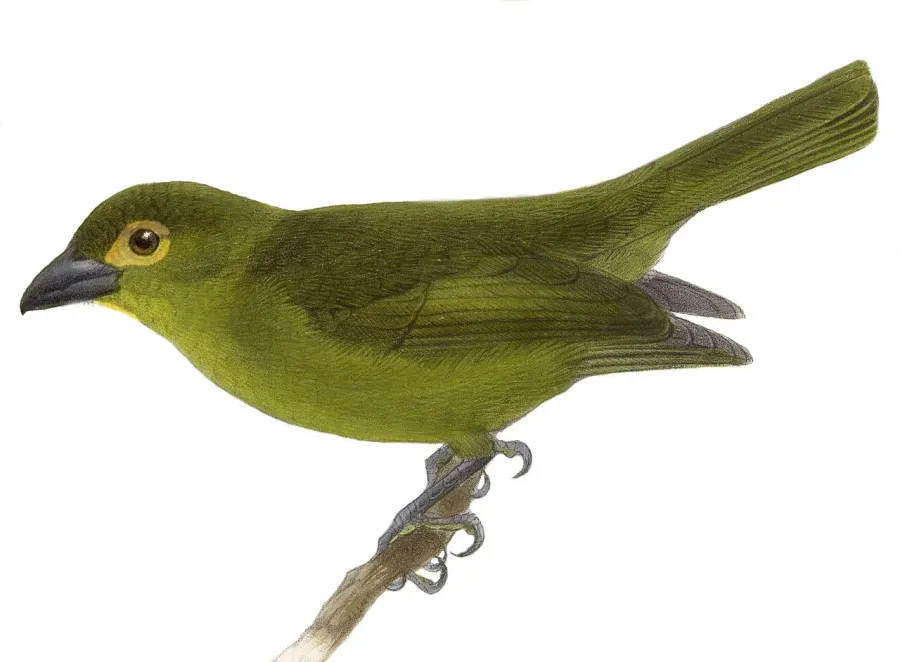 The Lemon-spectacled tanager card