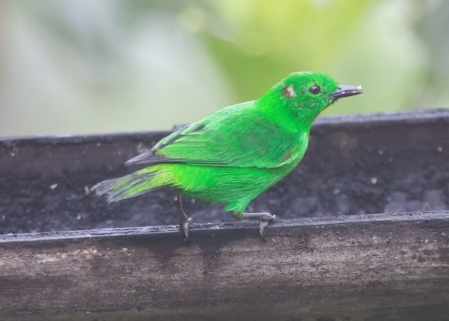 The Glistening-green tanager card