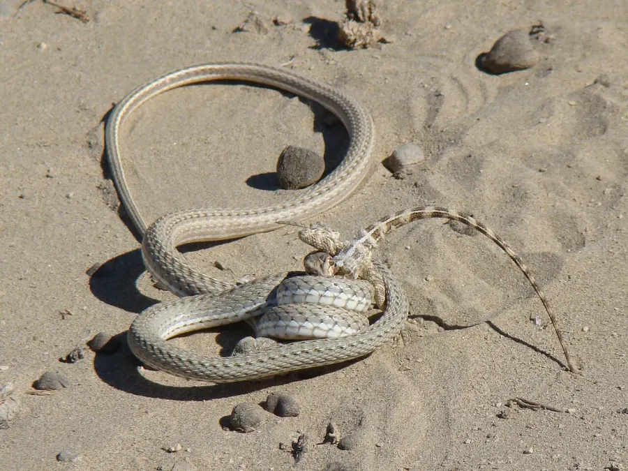 The Psammophis lineolatus card