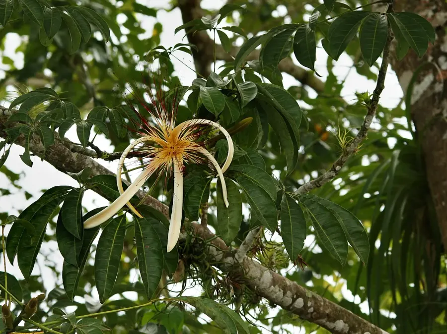La carte Pachira
