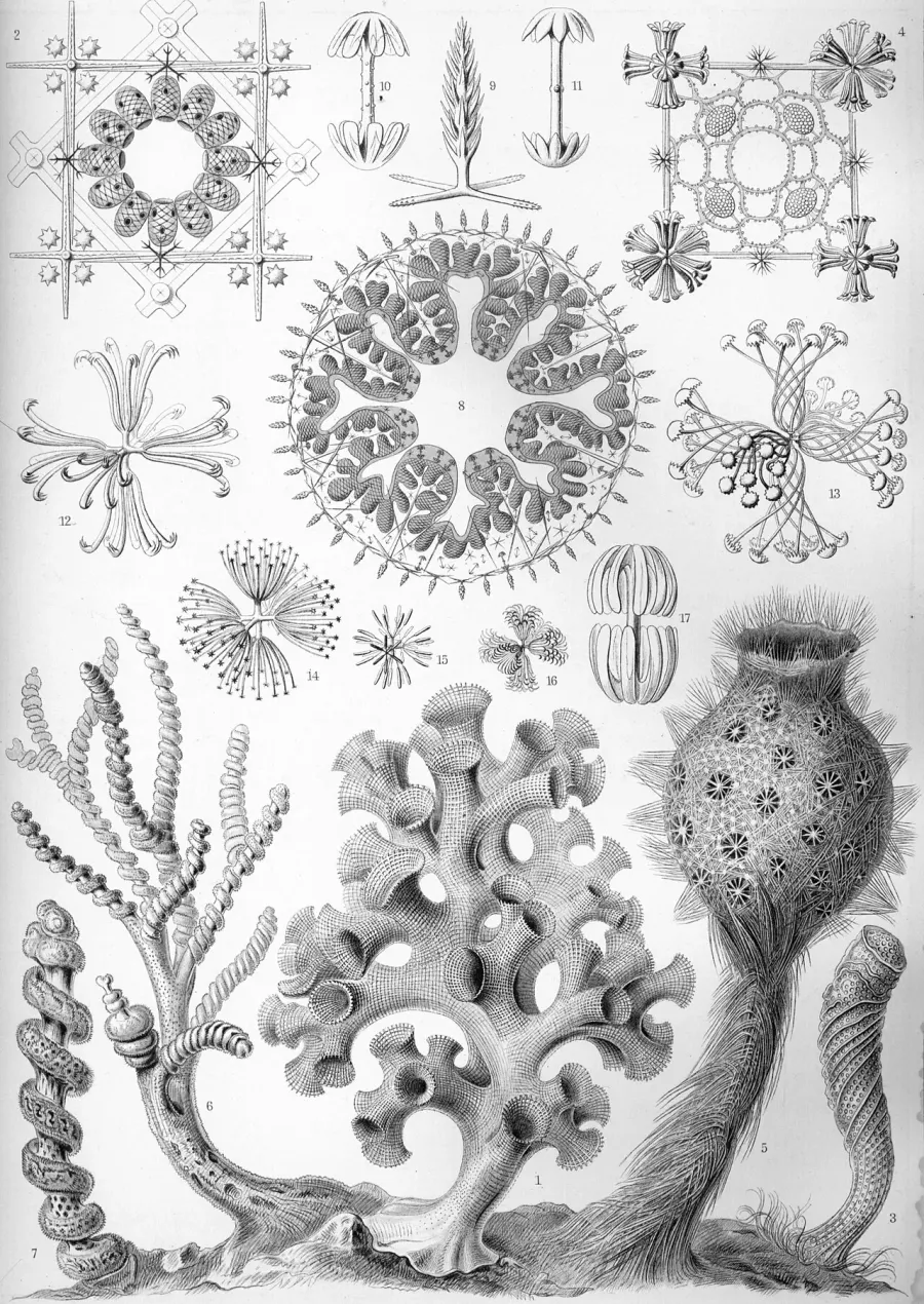La carte Hexactinellida