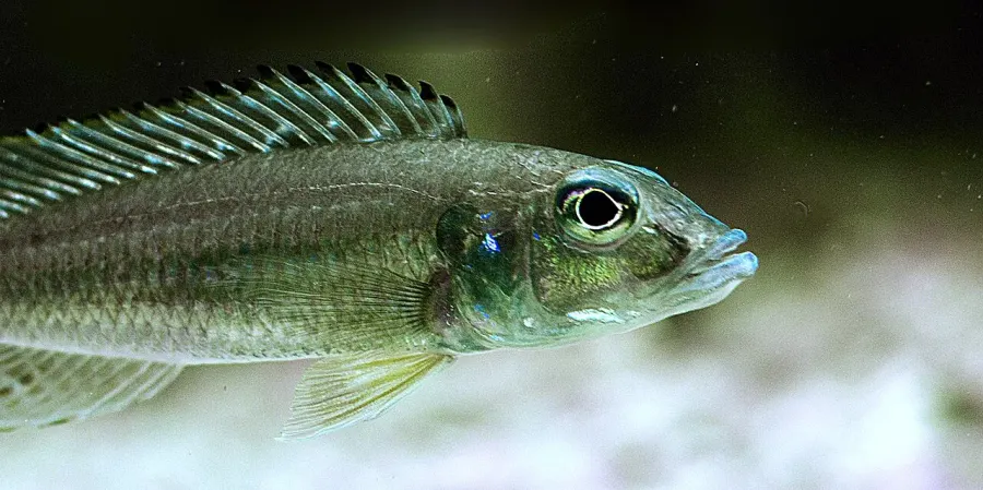 La carte Reganochromis calliurus