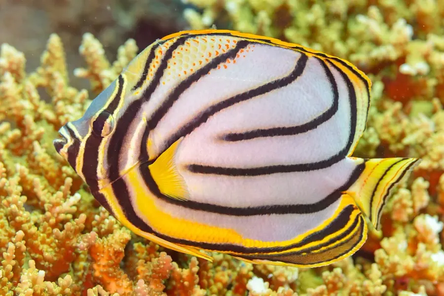 La carte Chaetodon meyeri