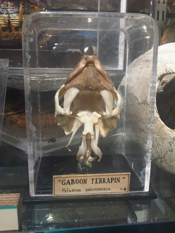 La carte Pelusios gabonensis