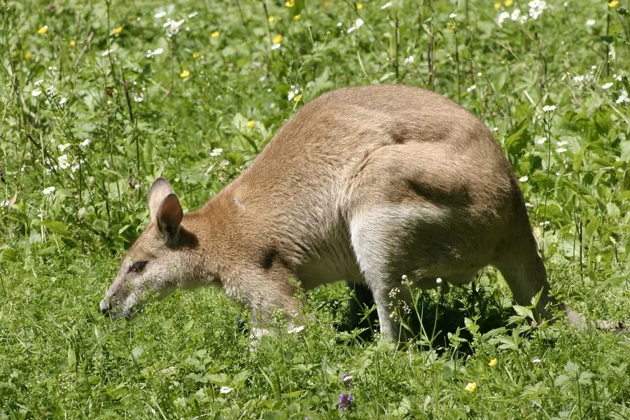 La carte Diprotodontia