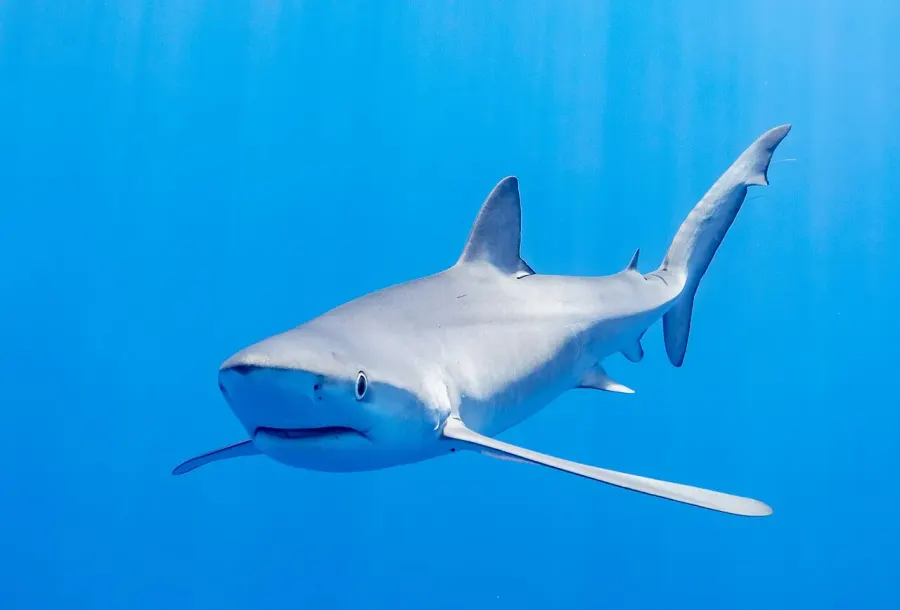 The Blue shark card