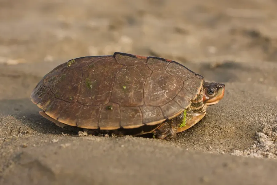 The Brown roofed turtle card