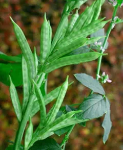 La carte Cyamopsis
