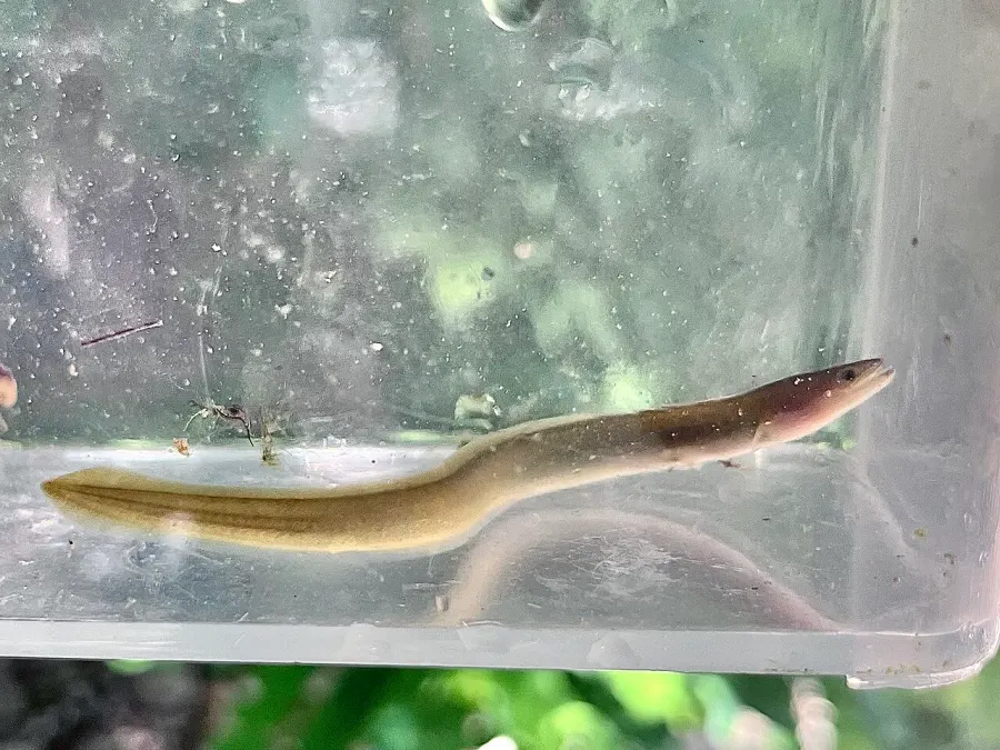 The European eel card