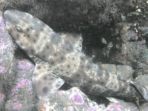 The Swell shark card