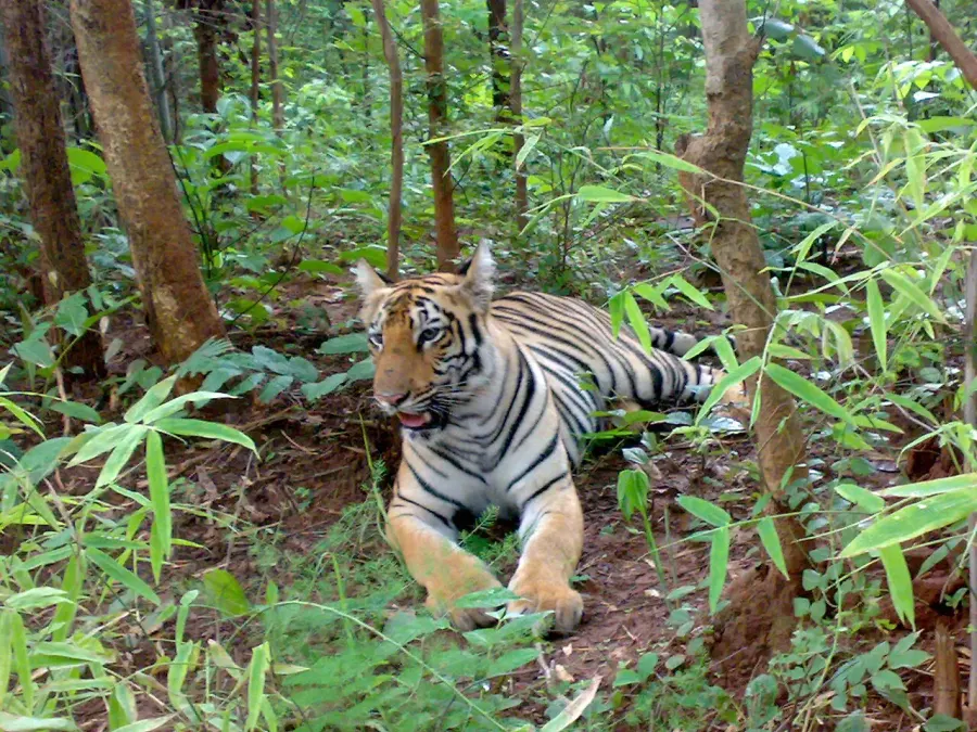 The Tadoba Andhari Tiger Reserve card