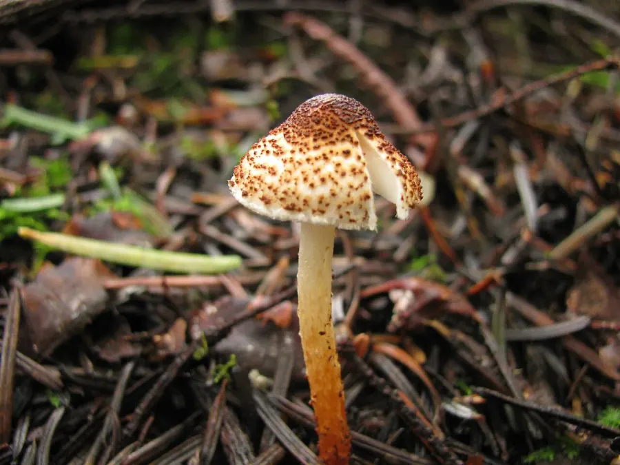 The Lepiota castanea card