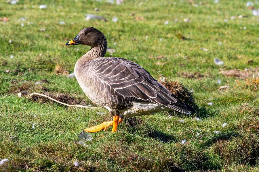 The Taiga bean goose card