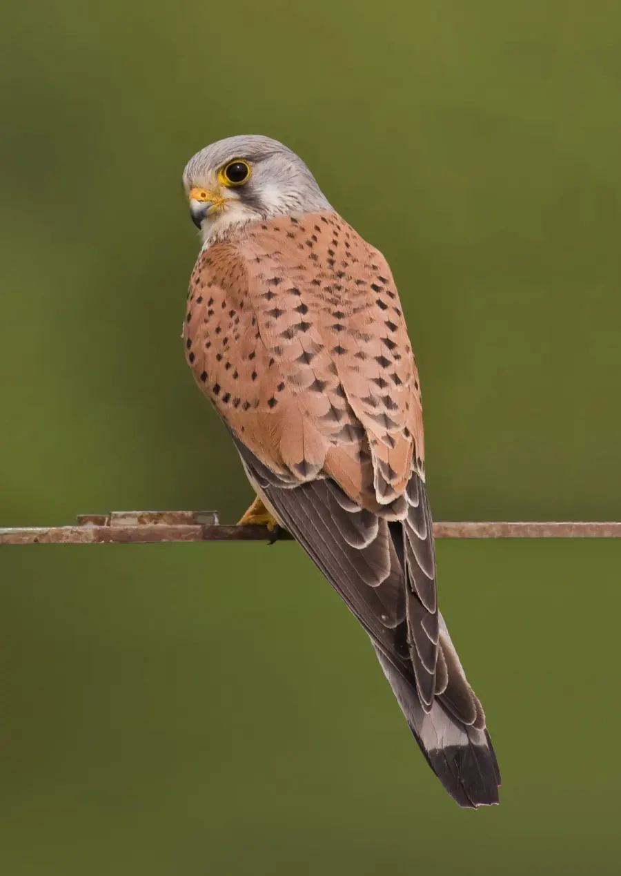 The Common kestrel card
